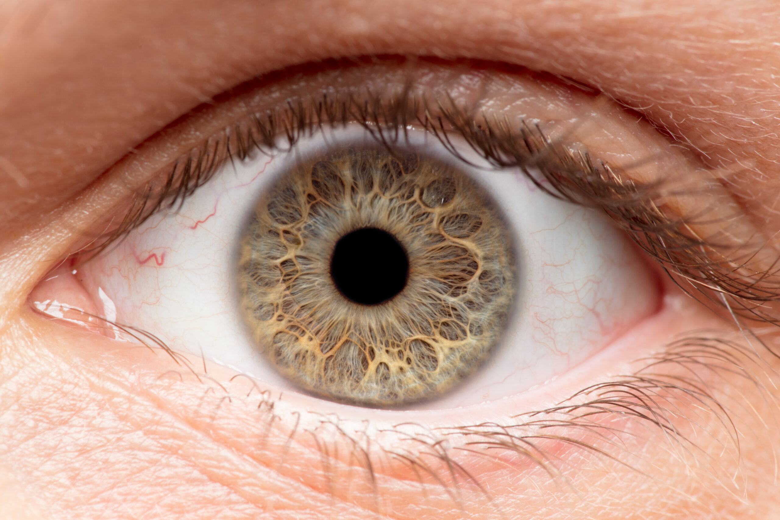 Southern Border of Your Cornea