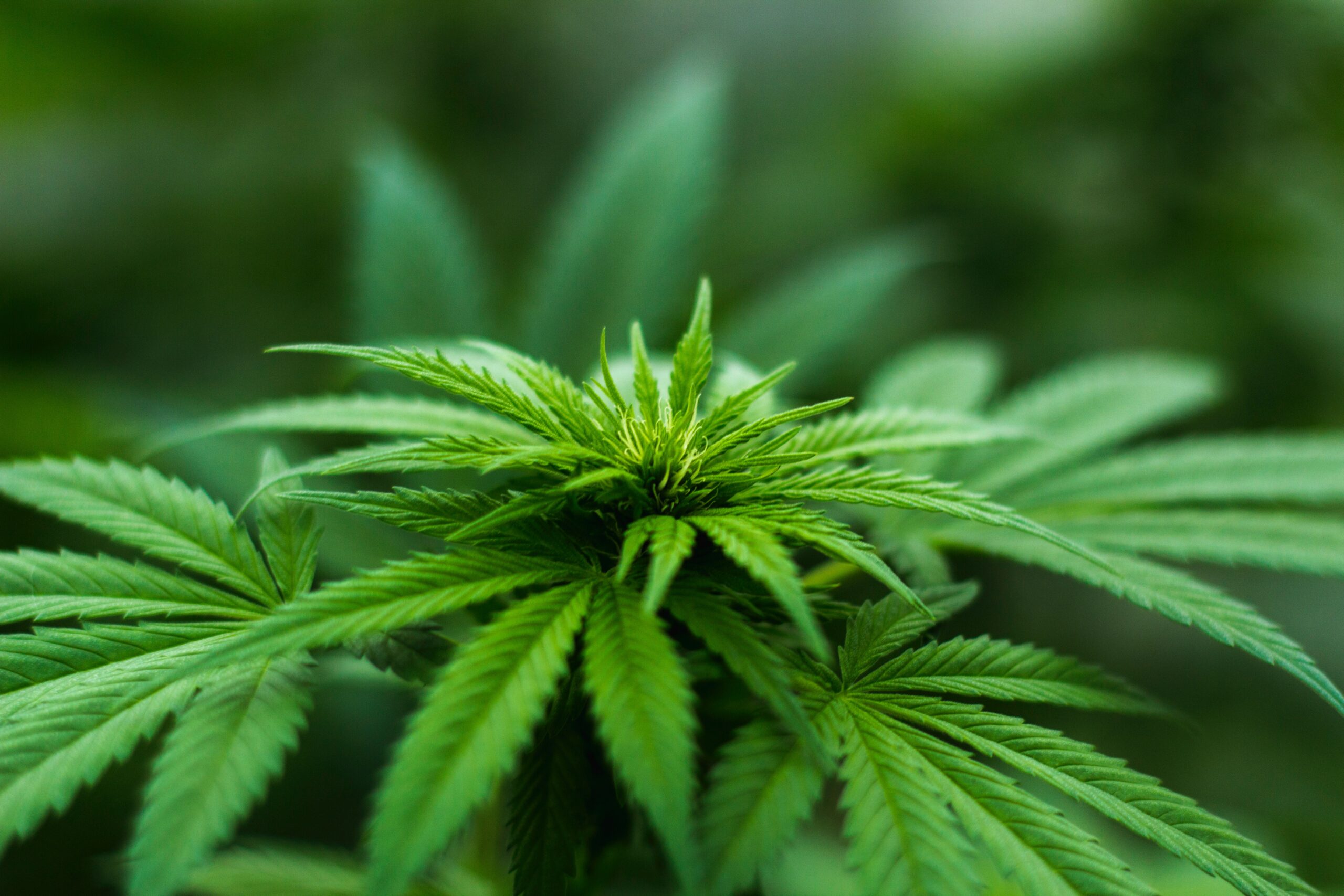 Marijuana and the Eyes